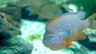 Akvaryumdaki güzel balıklar. Deniz altı dünyası. Yüksek kalite 4k görüntü