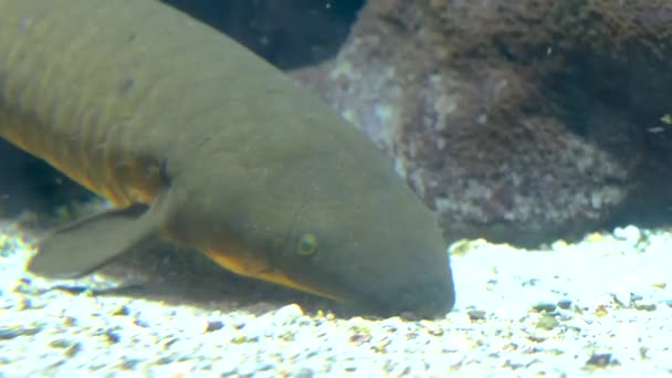 Ryby Akwarium Bliska Wysokiej Jakości Materiał — Wideo stockowe