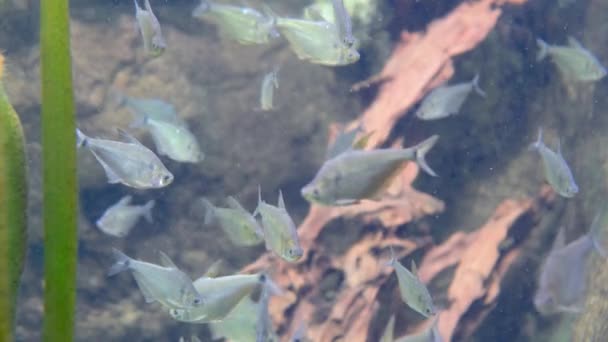 Különböző Méretű Gyönyörű Halak Úsznak Átlátszó Akváriumi Vízben Kiváló Minőségű — Stock videók