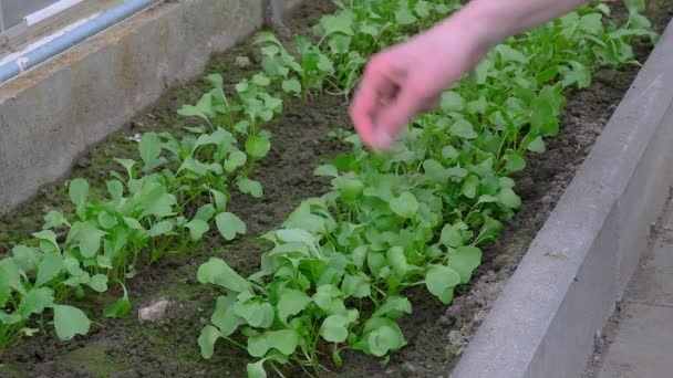 Radish Greenhouse Thinning Radishes Beds High Quality Fullhd Footage — Stock Video