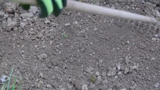 Trabajador Trabaja Con Rastrillo Campo Cultivando Tierra Para Plantar Verduras — Vídeo de stock