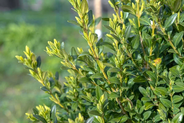 Bahar bahçesindeki yeşil boxwood çalısı. Yüksek kalite fotoğraf