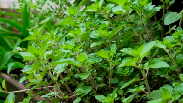 Green Oregano High Beds Home Gardening High Quality Fullhd Footage — Stock Video