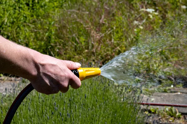 庭のホースから植物を散水する男 クローズアップ 高品質の写真 — ストック写真