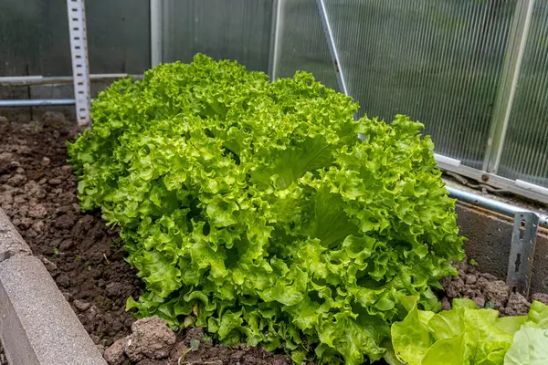 Closeup Rows Organic Healthy Green Lettuce Plants High Quality Photo — Stock Photo, Image