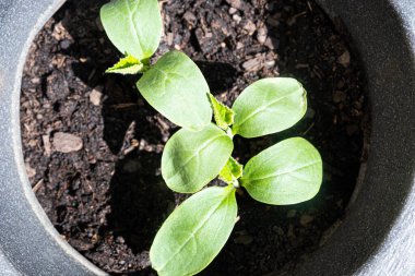 Tencerede küçük salatalıklar. Yüksek kalite fotoğraf