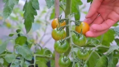 Bir dalda yetişen domatesler. Yüksek kaliteli FullHD görüntüler