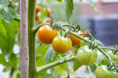 Seradaki kırmızı ve yeşil domatesler. Yüksek kalite fotoğraf