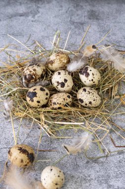 Taze bıldırcın yumurtası. Kırsal tarzda. Yüksek kalite fotoğraf
