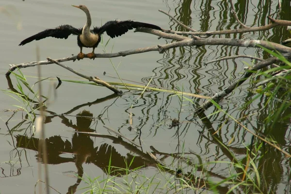 Птица Приземлится Воде Заповеднике — стоковое фото