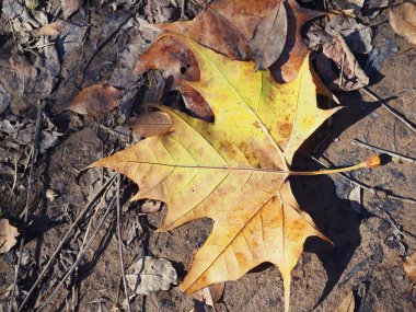 Düşen sarı yaprak yerde..