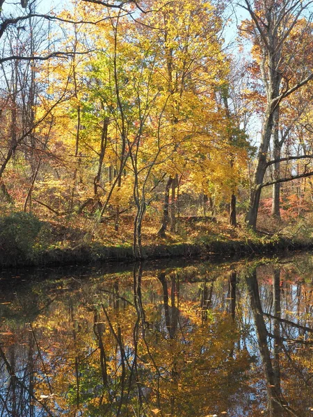 Jesienna Scena Żółtymi Liśćmi Drzewach Nad Strumieniem — Zdjęcie stockowe