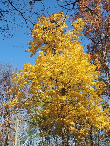 当阳光照在树上时 树叶显得金黄的 — 图库照片