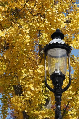 Ağaçların önündeki sarı yapraklı eski moda sokak lambası..