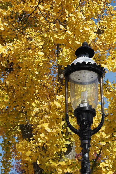 Die Altmodische Straßenlaterne Vor Dem Baum Mit Gelben Blättern — Stockfoto