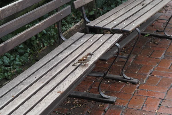 This bird is sitting on the park bench as if it owned the bench.