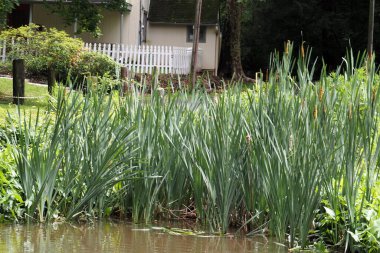 Tamaend Park 'ta 19. yüzyıl çiftlik evinin yakınlarında yetişen birçok çiçek ve bitki türü vardır..