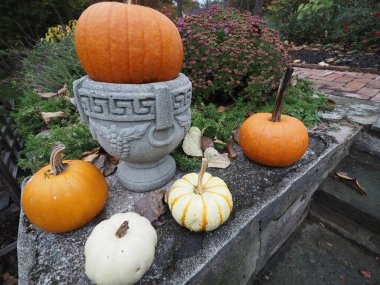 Her renkten balkabakları sonbaharda Cadılar Bayramı kutlamasının bir parçasıdır..