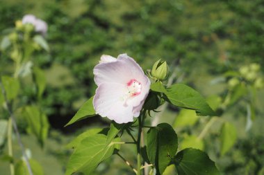 New Hope 'da bir öğleden sonra, PA. Bu turistte görülecek ve yapılacak çok şey var. Dükkanlar, restoranlar ve Delaware Nehri var..