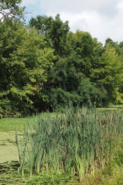 New Hope 'da bir öğleden sonra, PA. Bu turistte görülecek ve yapılacak çok şey var. Dükkanlar, restoranlar ve Delaware Nehri var..