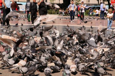 Kuşların hepsi Barselona, İspanya 'daki parkta uçuyor..