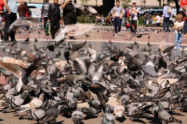 Kuşlar Barselona, İspanya 'da parkın etrafında uçuyorlar..