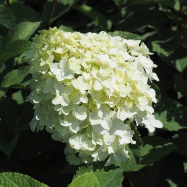 Bahçe merkezinde çok renkli şeyler var: bitkiler, çiçekler, çömlekler. Ve başka bahçeler..