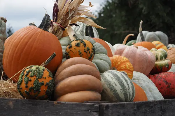 Bahçe merkezinde dolanıp balkabaklarını, mevsimlik çiçekleri ve çömlekleri görmek. Mevsimin daha başındayız..