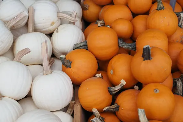 Bahçe merkezinde dolanıp balkabaklarını, mevsimlik çiçekleri ve çömlekleri görmek. Mevsimin daha başındayız..