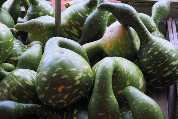 Çiçekler, balkabakları ve su kabaklarını içeren güz hasadını görmek için bir öğleden sonra Bahçe Merkezi 'nde. Ayrıca çeşitli çanak çömlekler de var..