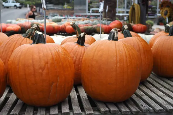 Çiçekler, balkabakları ve su kabaklarını içeren güz hasadını görmek için bir öğleden sonra Bahçe Merkezi 'nde. Ayrıca çeşitli çanak çömlekler de var..
