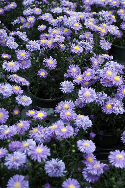 Çiçekler, balkabakları ve su kabaklarını içeren güz hasadını görmek için bir öğleden sonra Bahçe Merkezi 'nde. Ayrıca çeşitli çanak çömlekler de var..