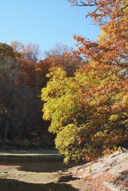 Bir sonbahar öğleden sonrası, Newtown 'daki Tyler State Park' ın manzarasını izliyordum..