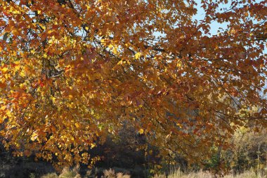 Bir sonbahar öğleden sonrası, Newtown 'daki Tyler State Park' ın manzarasını izliyordum..