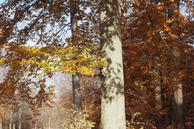 Kasım ayına girerken her yerde sonbahar renkleri var.,