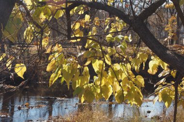 Philadelphia 'nın kuzey ve doğusunda yer alan Bucks County, Pennsylvania' nın parklarında sonbahar renkleri sergileniyor.,