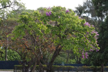 Panama 'yı gezmek ve gezmek. Panama CCnal 'da tekne gezintisine çıkıyorum..