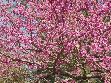 Doğa merkezinde bir öğleden sonra; kadın, çalılar, ve doğal bir ayar.