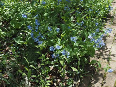 Doğa merkezinde bir öğleden sonra; kadın, çalılar, ve doğal bir ayar.