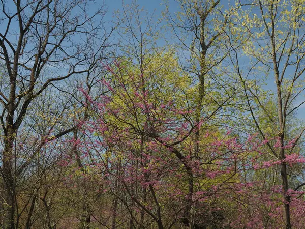 Doğa merkezinde bir öğleden sonra; kadın, çalılar, ve doğal bir ayar.