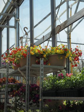 Çiçekler bahçenin serasında yetişiyor..