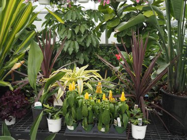 Çocuk odası çok renkli, çiçekler, bitkiler ve çömlekçilik ziyaret etmek için güzel bir yer..