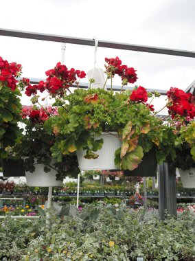 Çocuk odası çok renkli, çiçekler, bitkiler ve çömlekçilik ziyaret etmek için güzel bir yer..