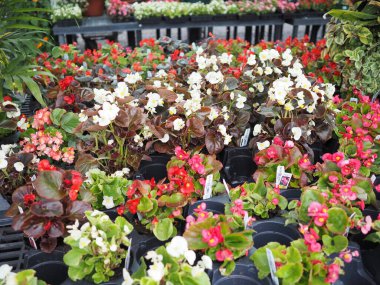 Çocuk odası çok renkli, çiçekler, bitkiler ve çömlekçilik ziyaret etmek için güzel bir yer..