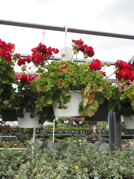 Çocuk odası çok renkli, çiçekler, bitkiler ve çömlekçilik ziyaret etmek için güzel bir yer..