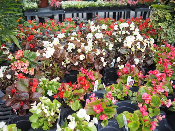 Çocuk odası çok renkli, çiçekler, bitkiler ve çömlekçilik ziyaret etmek için güzel bir yer..