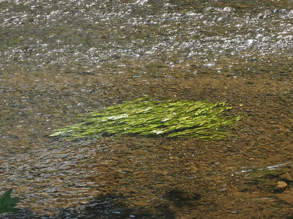 Nehirde süzülen yeşil yapraklar var..
