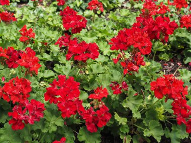 Glenside 'daki Arcadia Üniversitesi' nin kampüsü, arazisi, reklam binaları..