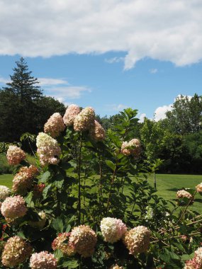 Pearl S. Buck Vakfı 'nda bir yaz günü..