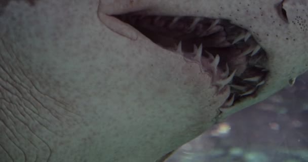 Чрезвычайно Крупный План Песочного Тигриного Акулопата Кинематографические Кадры — стоковое видео